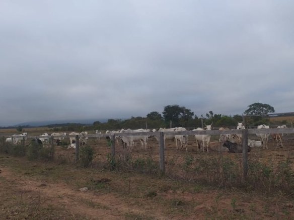 Foto do gado de uma fazenda em Nobres - MT
