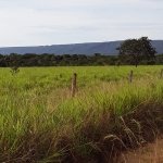 Foto de uma pastagem de fazenda em Santa Rita do Trivelato - MT