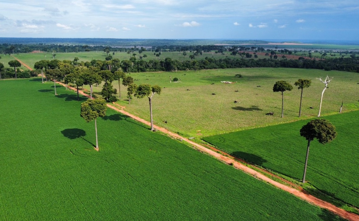 Foto aérea de lavoura de soja com árvores castanheiras em Itaúba - MT