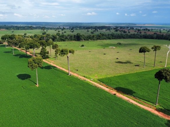 Foto aérea de lavoura de soja com árvores castanheiras em Itaúba - MT