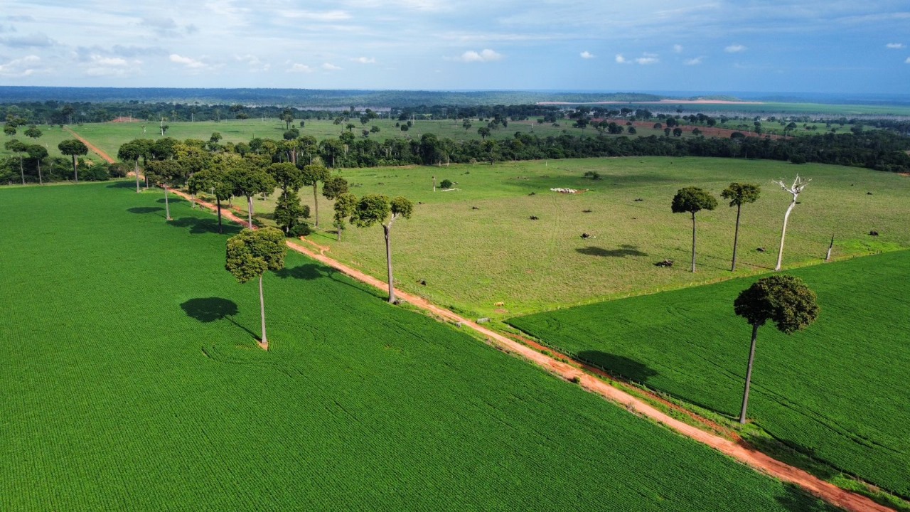 Foto aérea de lavoura de soja com árvores castanheiras em Itaúba - MT