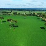 Foto aérea de uma lavoura verde de soja em Itaúba - MT