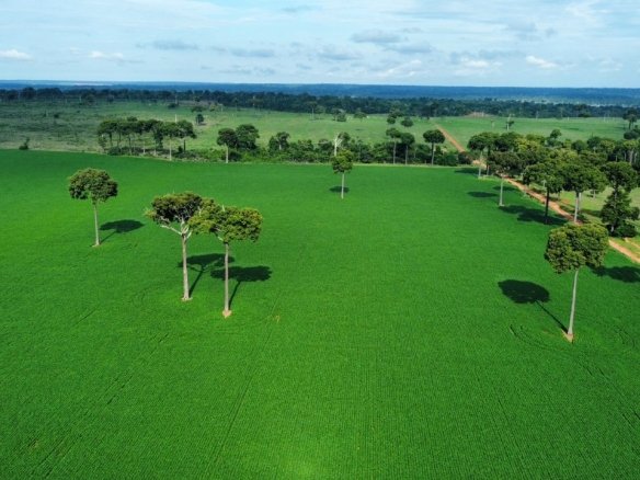 Foto aérea de uma lavoura verde de soja em Itaúba - MT