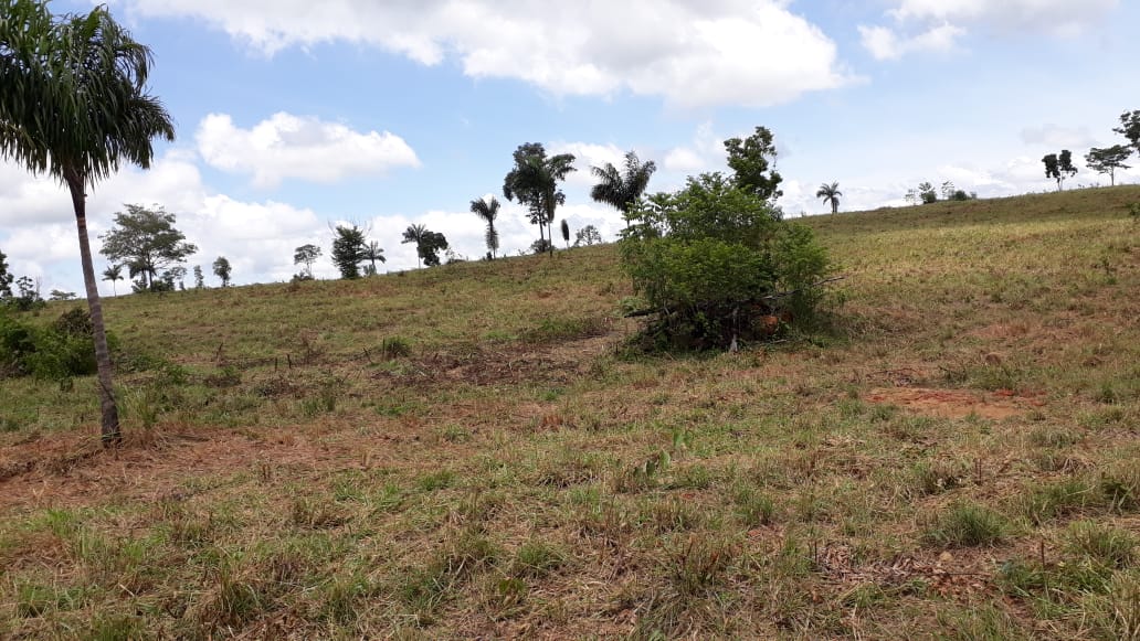 Foto de um pasto de uma fazenda