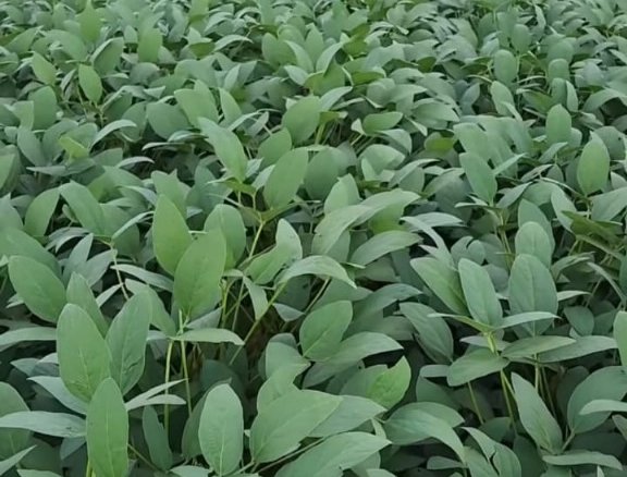 Foto de uma lavoura de soja em Campos de Júlio - MT