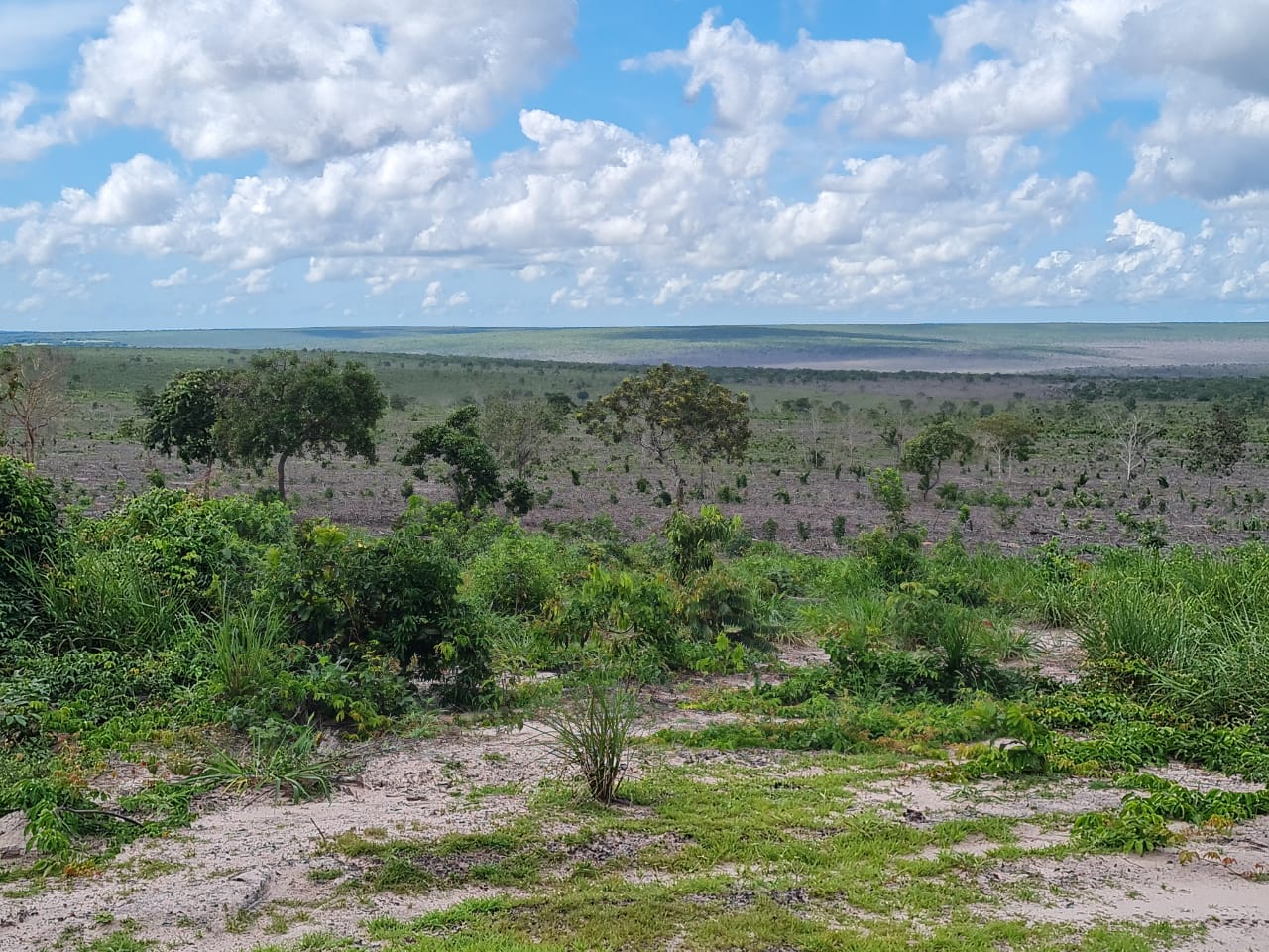 Foto do serrado no mato grosso