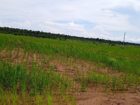 Foto de fazenda com pastagem em Feliz Natal - MT