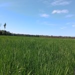 Foto de uma linda pastagem verde com céu azul em Feliz Natal - MT